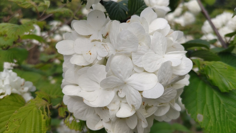 オオデマリの花 横浜市旭区今宿南町