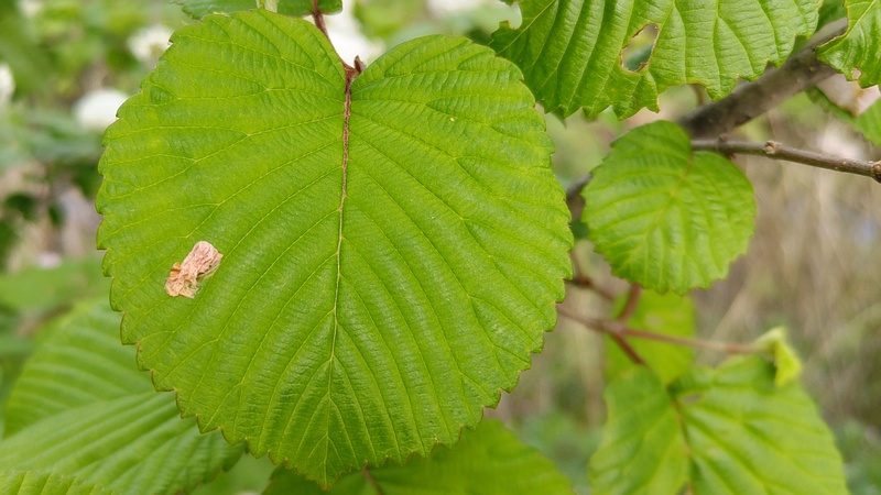 オオデマリの花 横浜市旭区今宿南町