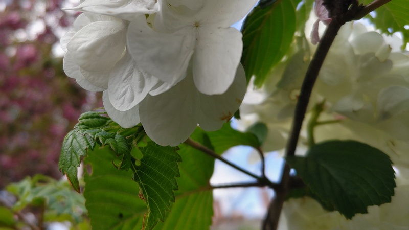 オオデマリの花 横浜市旭区今宿南町