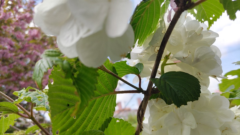オオデマリの花 横浜市旭区今宿南町