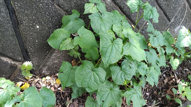 シャクチリソバ 横浜市旭区今宿南町