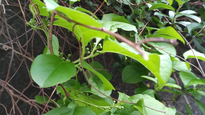 ツルウメモドキの蕾 横浜市旭区今宿南町