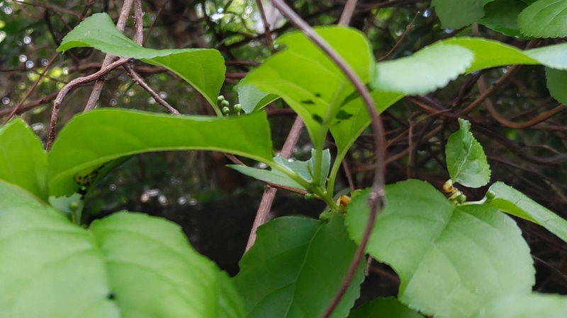 ツルウメモドキの蕾 横浜市旭区今宿南町