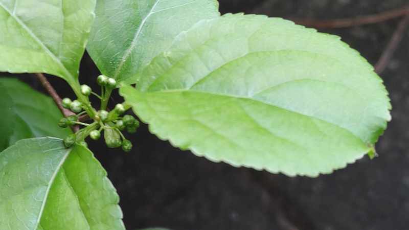 ツルウメモドキの蕾 横浜市旭区今宿南町