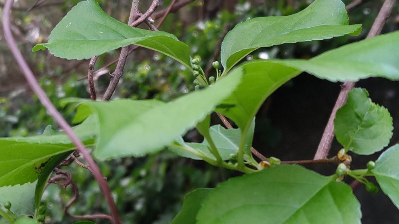 ツルウメモドキの蕾 横浜市旭区今宿南町