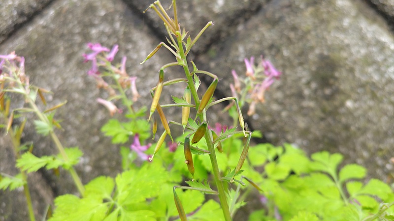ムラサキケマンの花と果実 横浜市旭区今宿南町