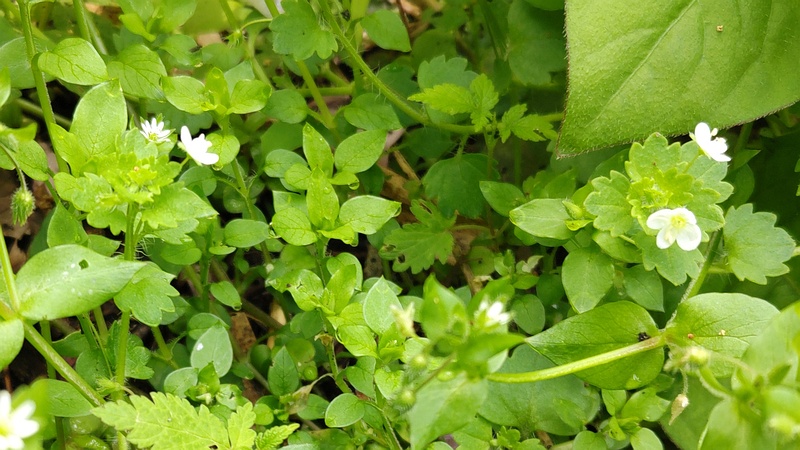 コゴメイヌノフグリの花 横浜市旭区今宿南町