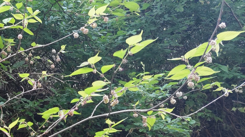 ヒメコウゾの雄花 横浜市旭区今宿南町