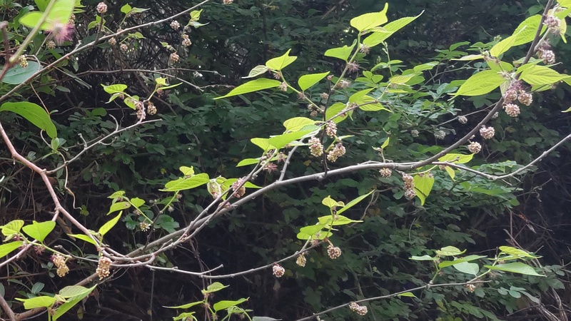 ヒメコウゾ 横浜市旭区今宿南町