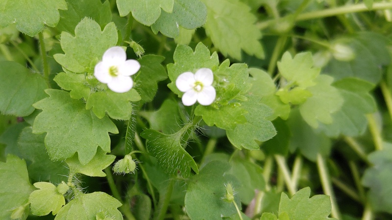 コゴメイヌノフグリの花 横浜市旭区今宿南町