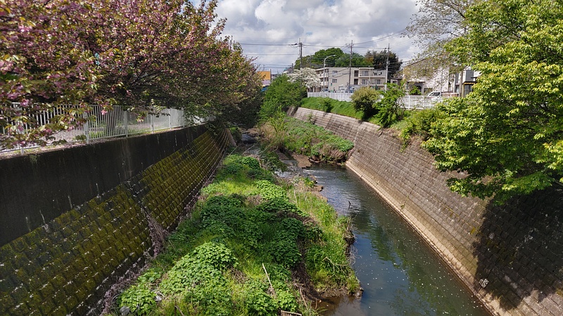シャクチリソバとカンザン 横浜市旭区今宿南町