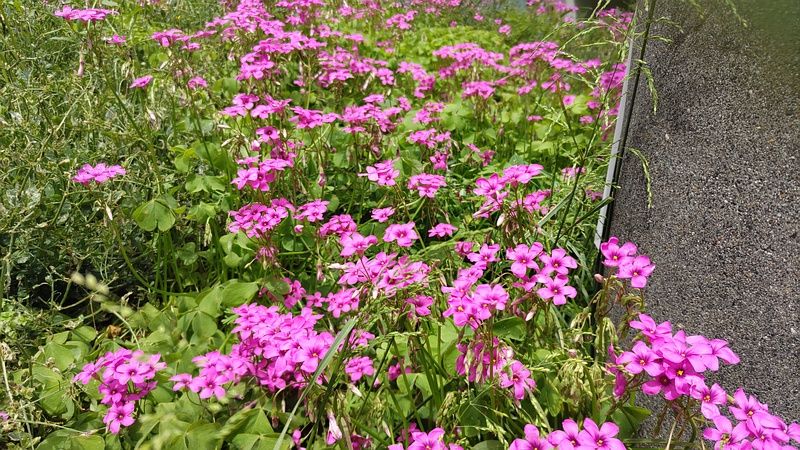 イモカタバミの花 横浜市旭区今宿南町