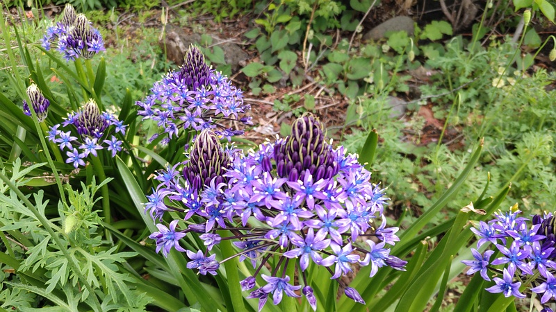 オオツルボの花 横浜市旭区今宿南町