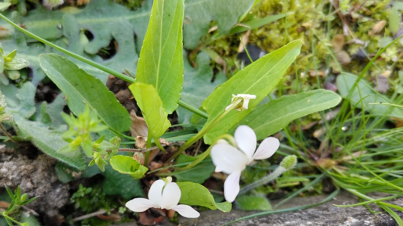 シロスミレの花 横浜市旭区今宿南町