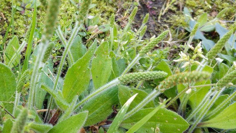 ツボミオオバコの花 横浜市旭区今宿南町