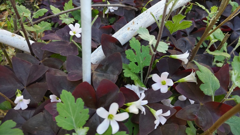 サンカクカタバミ 横浜市旭区今宿南町