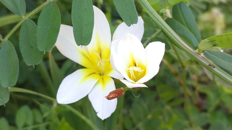 フリージアの花 横浜市旭区今宿南町
