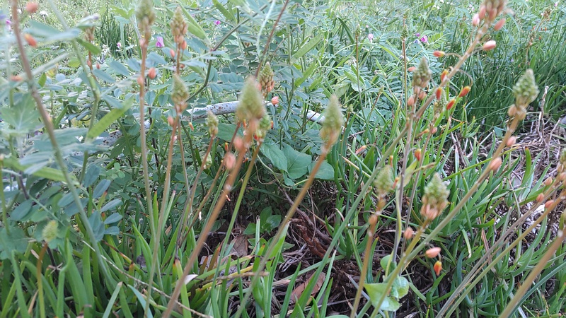 ハナアロエの蕾 横浜市旭区今宿南町