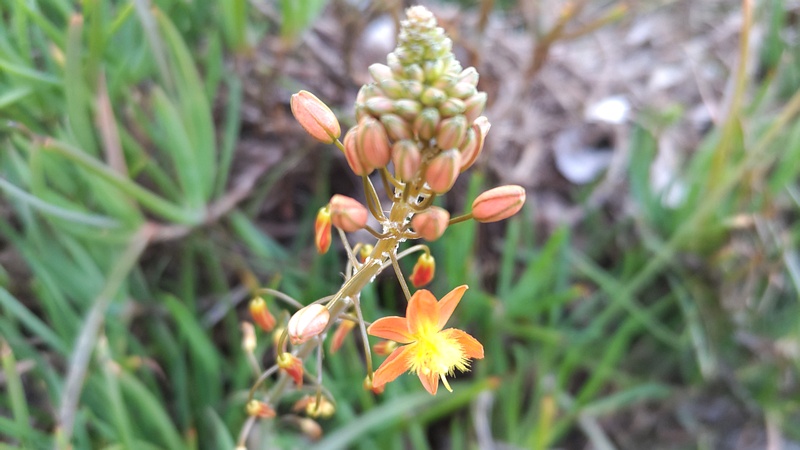ハナアロエの花 横浜市旭区今宿南町