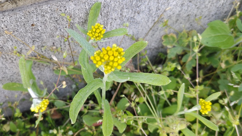 ハハコグサの花 横浜市旭区今宿南町