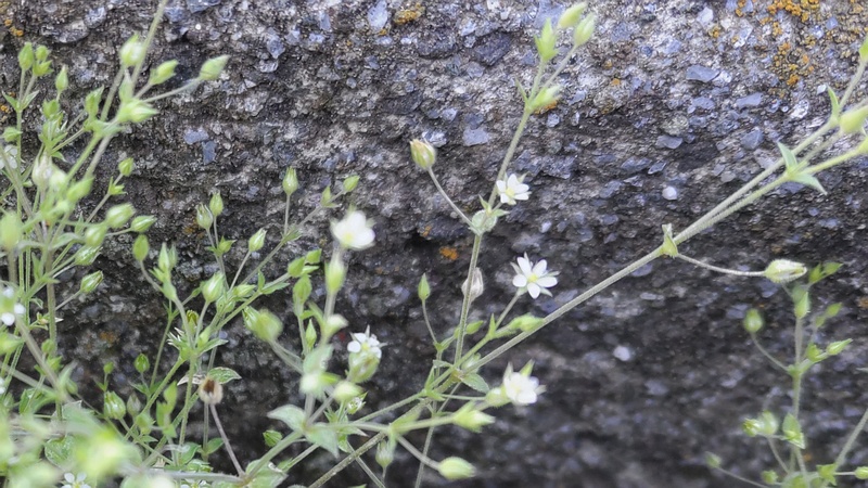 ノミノツヅリの花 横浜市旭区今宿南町