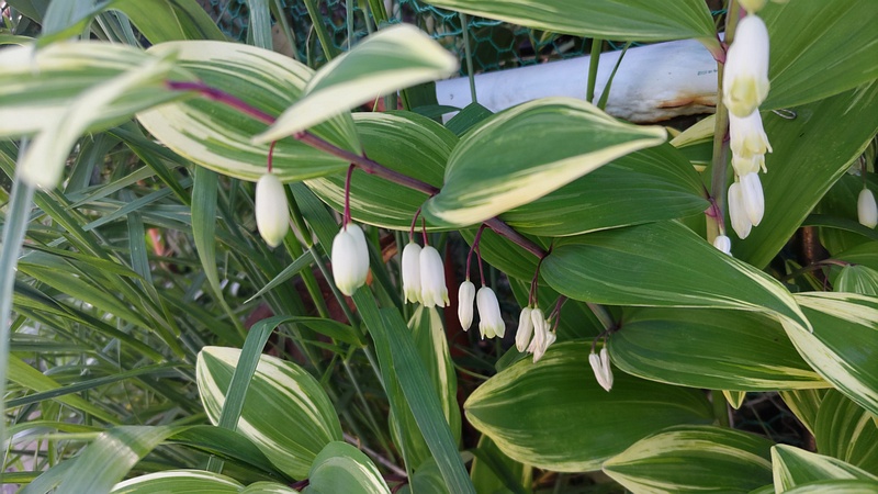 アマドコロの花 横浜市旭区今宿南町