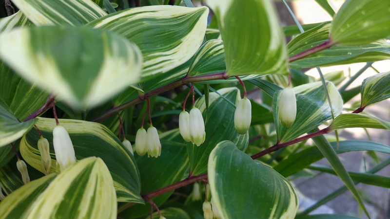 アマドコロの花 横浜市旭区今宿南町