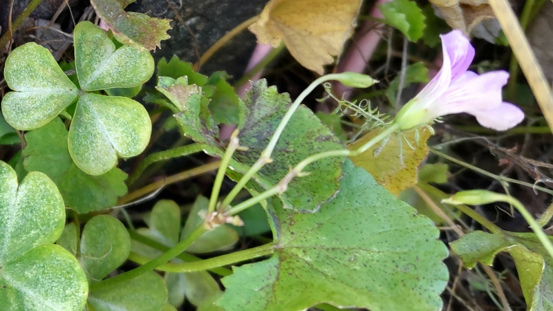 ムラサキカタバミの花 横浜市旭区今宿南町