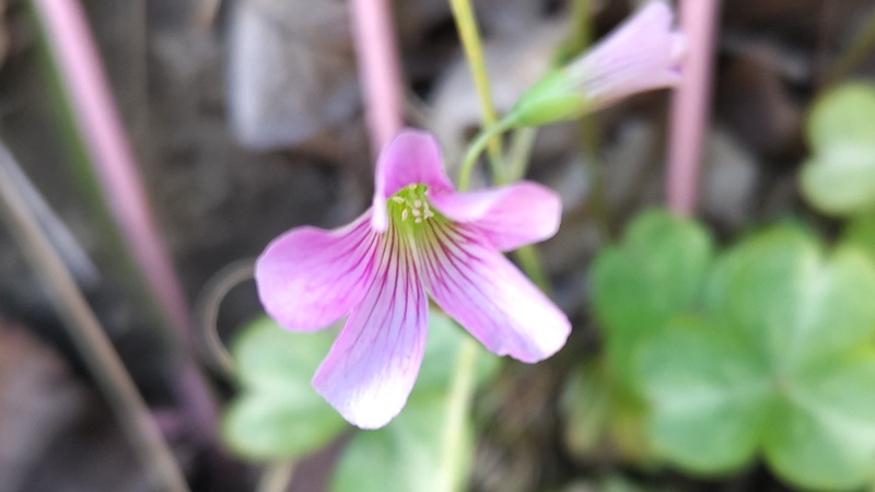 ムラサキカタバミの花 横浜市旭区今宿南町