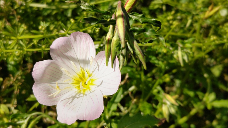 ヒルザキツキミソウの花 横浜市旭区今宿南町