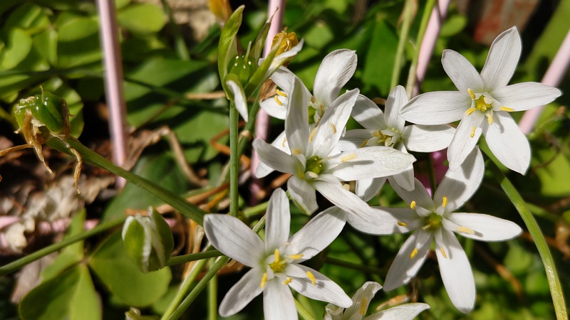 オオアマナの花 横浜市旭区今宿南町