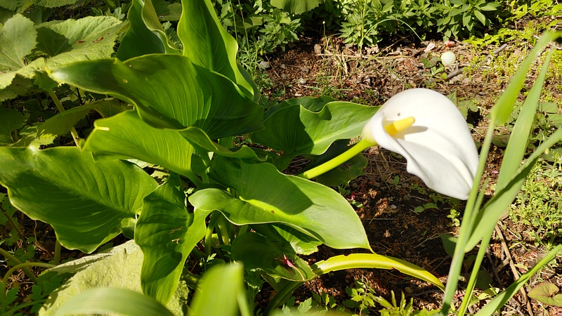 オランダカイウの仏炎苞 横浜市旭区今宿南町