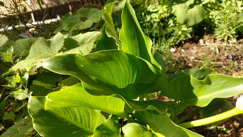 オランダカイウの葉 横浜市旭区今宿南町