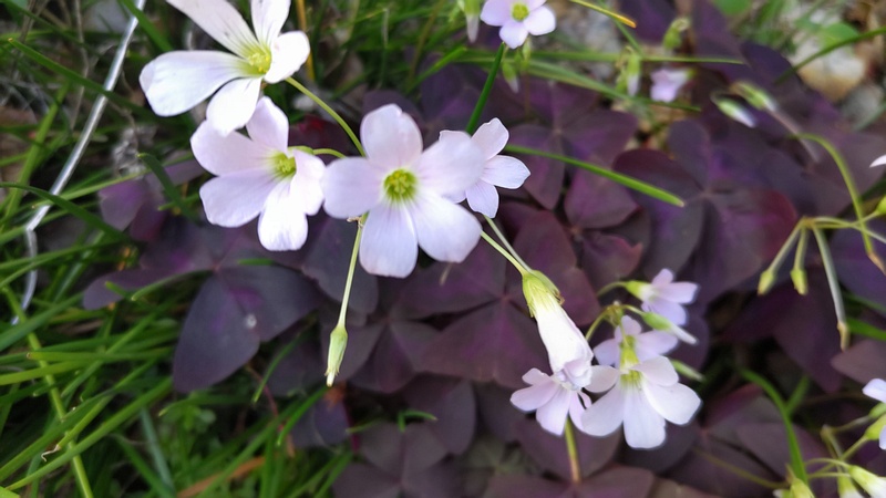 サンカクカタバミの花 横浜市旭区今宿南町