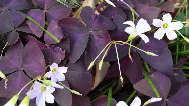 サンカクカタバミの花 横浜市旭区今宿南町