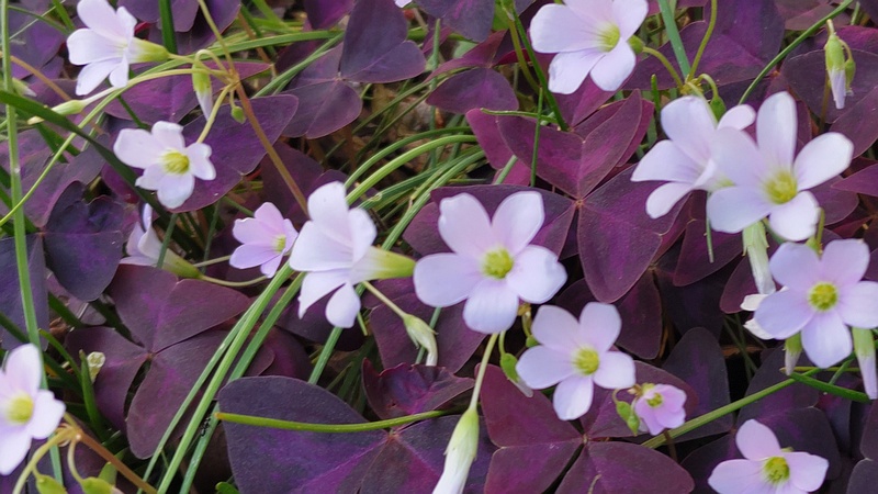 サンカクカタバミの花 横浜市旭区今宿南町
