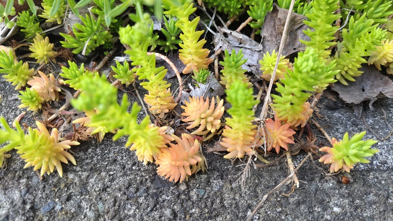 マンネングサ 横浜市旭区今宿南町