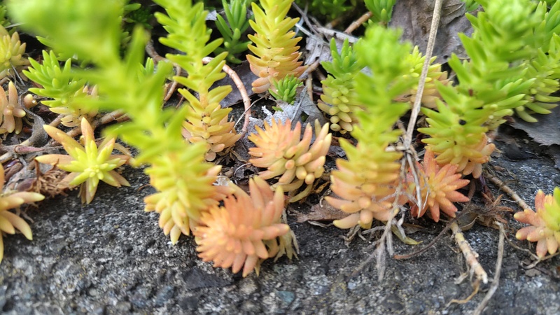 マンネングサ 横浜市旭区今宿南町