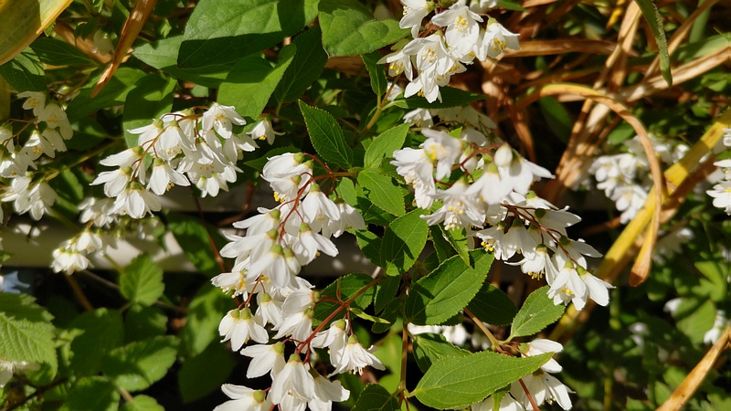 ヒメウツギの花 横浜市旭区今宿南町