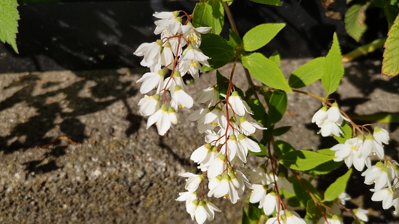 ヒメウツギの花 横浜市旭区今宿南町
