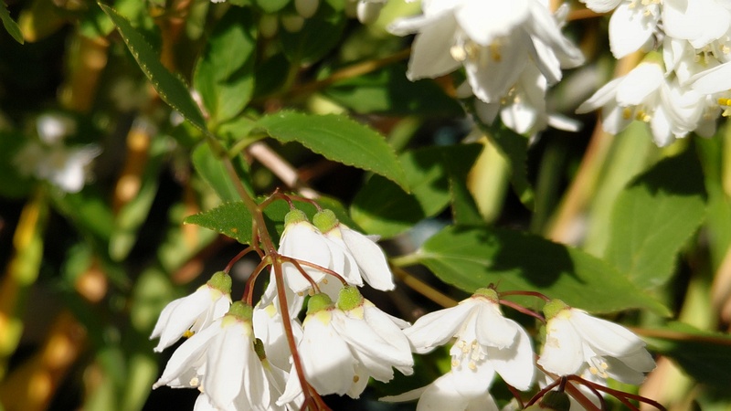 ヒメウツギの花 横浜市旭区今宿南町