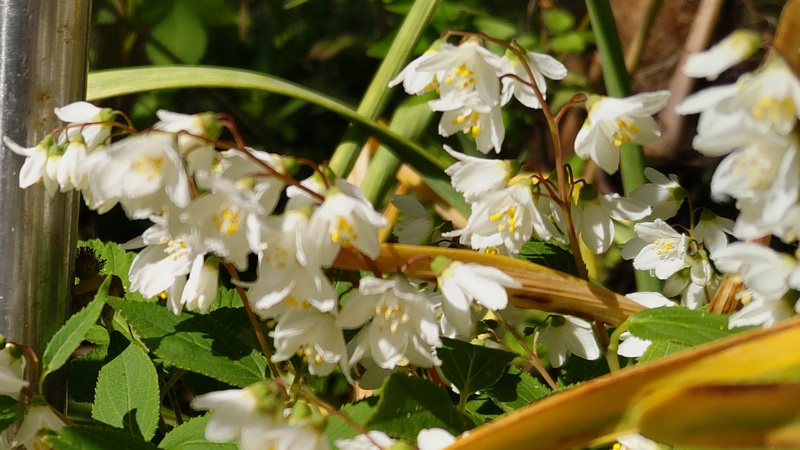 ヒメウツギの花 横浜市旭区今宿南町