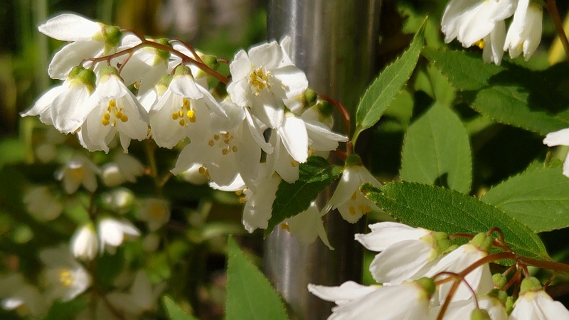 ヒメウツギの花 横浜市旭区今宿南町