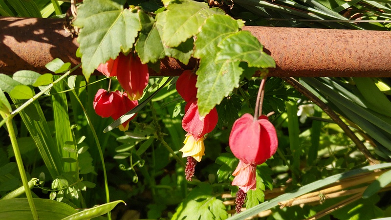 ウキツリボクの花 横浜市旭区今宿南町