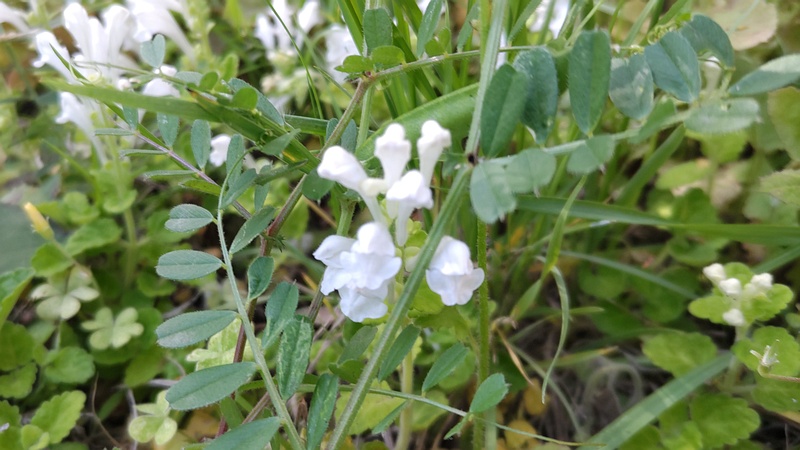 シロバナタツナミソウの花 横浜市旭区今宿南町