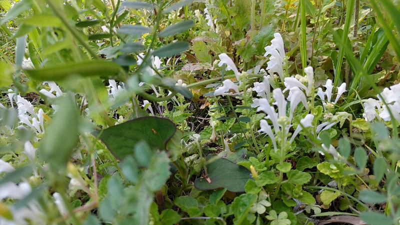 シロバナタツナミソウの花 横浜市旭区今宿南町