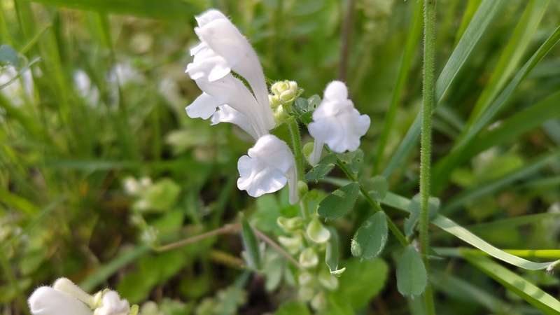 シロバナタツナミソウの花 横浜市旭区今宿南町