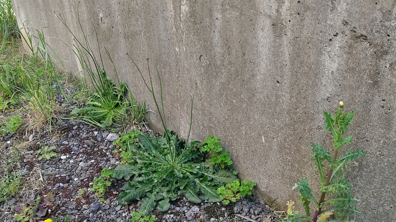 ブタナ 横浜市旭区今宿南町