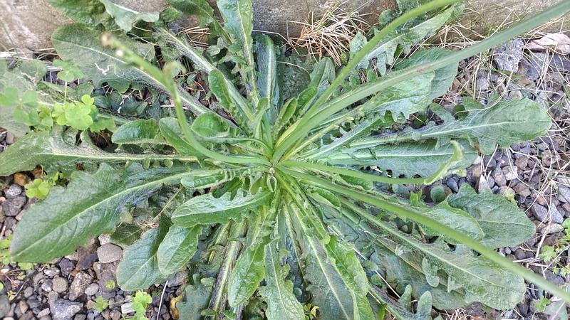 ブタナ 横浜市旭区今宿南町