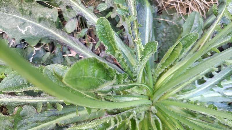ブタナ 横浜市旭区今宿南町